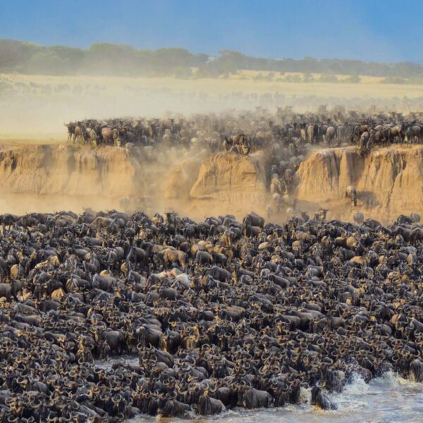 The Great Serengeti Migration Safari 7 Days